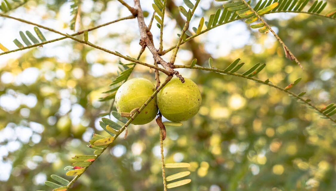Beste Amla en Indiase kruisbes Producten Getest: Top 3 (De Consumentenbond) [2023]