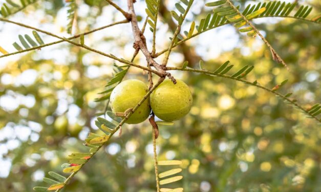 Beste Amla en Indiase kruisbes Producten Getest: Top 3 (De Consumentenbond) [2023]