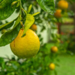 bergamot aan een plant