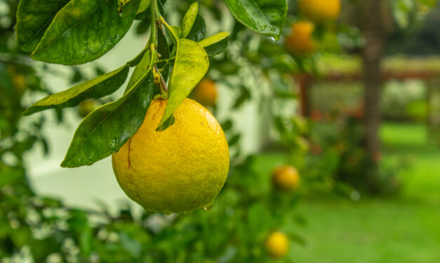 Beste Bergamot Supplementen Getest: Top 3 (De Consumentenbond) [2023]